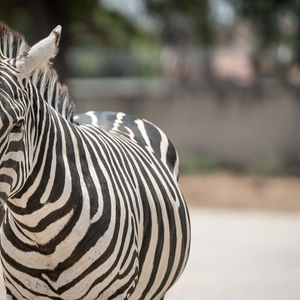 Haifa Zoo - July 2019