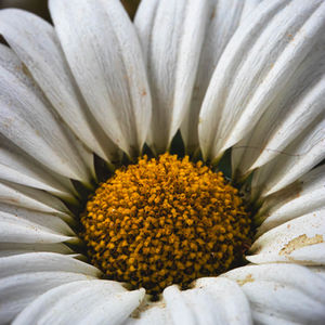 Moon Daisies 