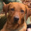 Thumbnail: Start of your Dog or Cat Commission £40 non refundable deposit