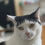 Thumbnail: Start of your Dog or Cat Commission £40 non refundable deposit