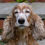 Thumbnail: Start of your Dog or Cat Commission £40 non refundable deposit