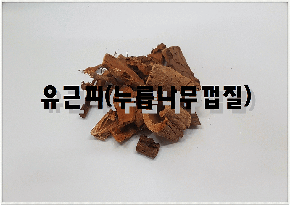 유근피001