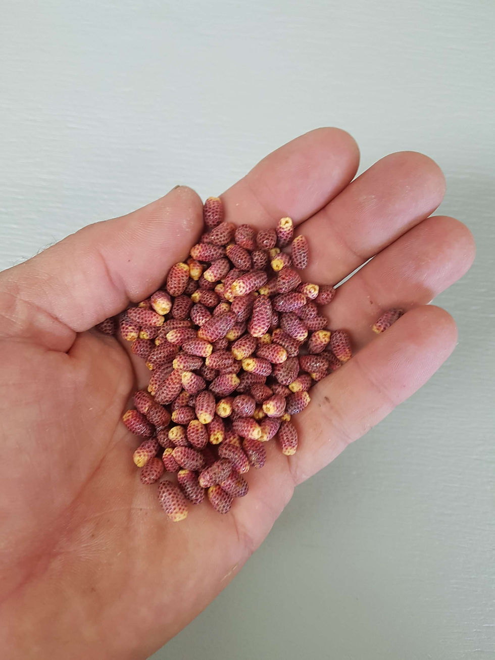 Thumbnail: Châtons de pin rouge - red pine pollen cones 100g 