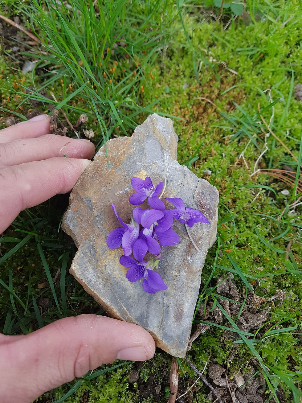 Thumbnail: Fleurs de violette - Violet flowers   96 units
