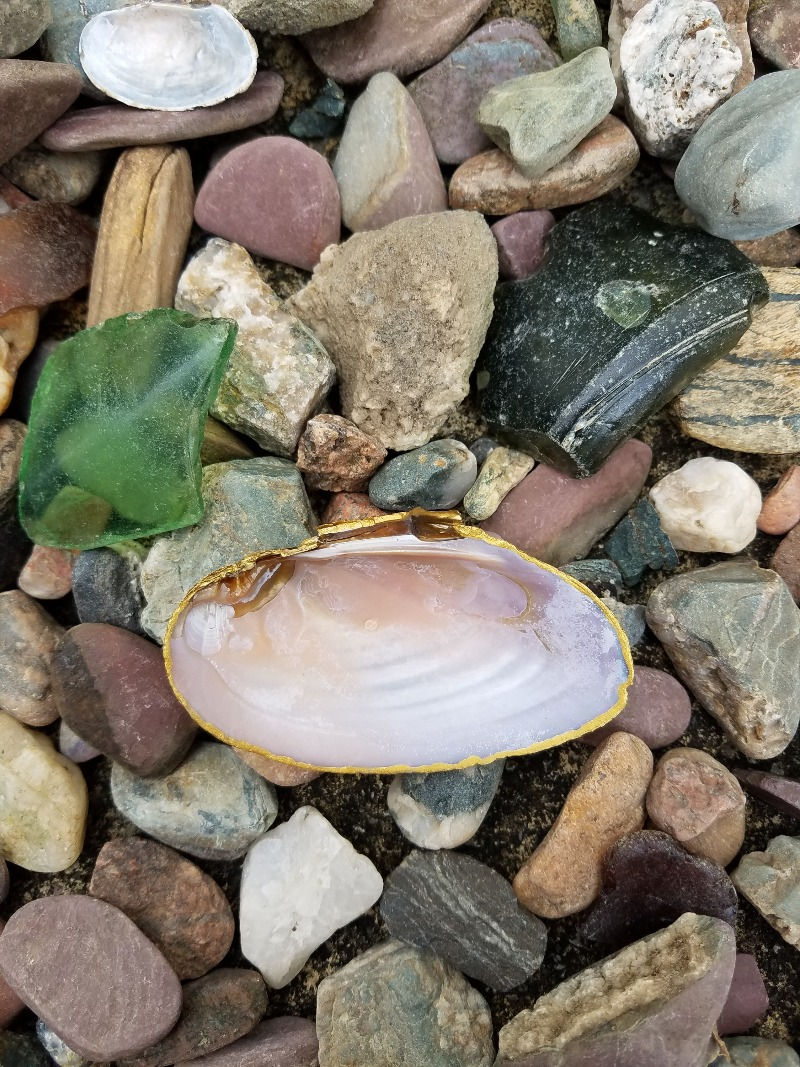 Miniature : Plats à bijoux - Coquille de moule
