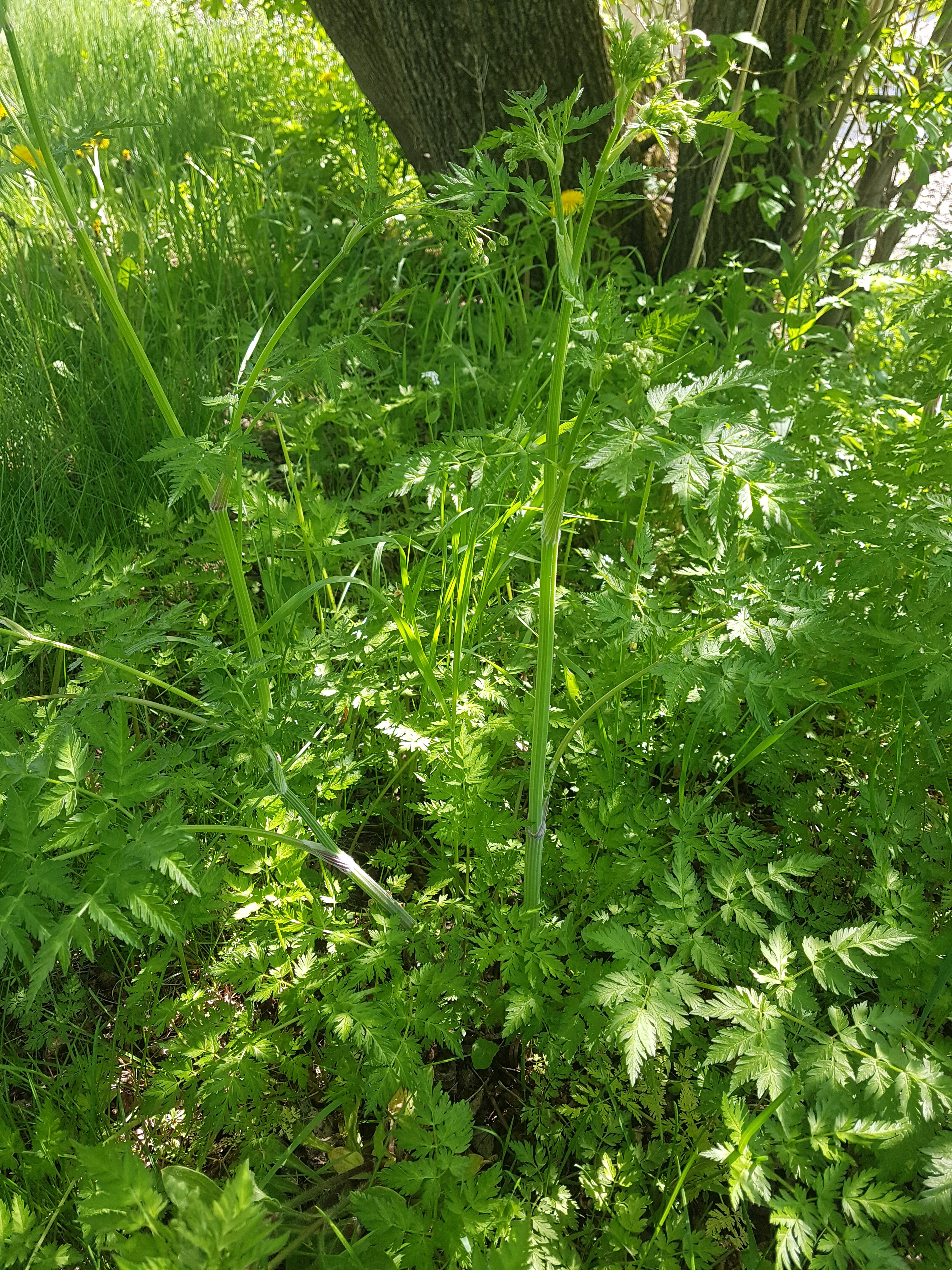 Cerfeuil sauvage - Ravenswing    1 kilo