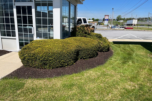 Hedge Trim with Mulching and a fresh cut of grass