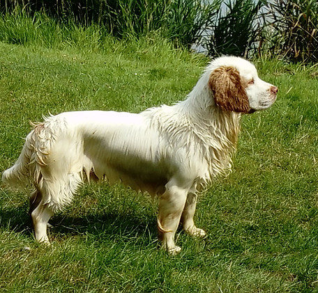 Venaticus Julius.jpg