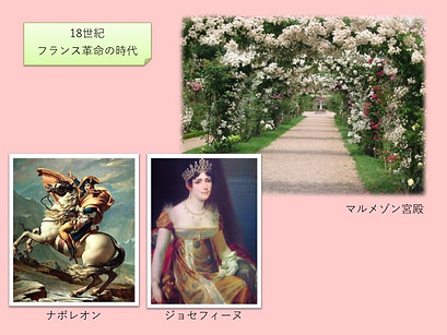品種改良 ジョセフィーヌ.jpg