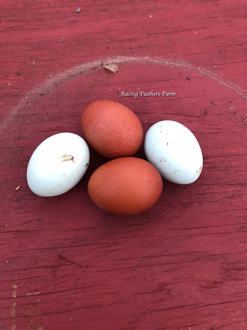 Dozen Hens Choice Hatching Eggs