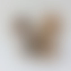 きょうだいを育てる