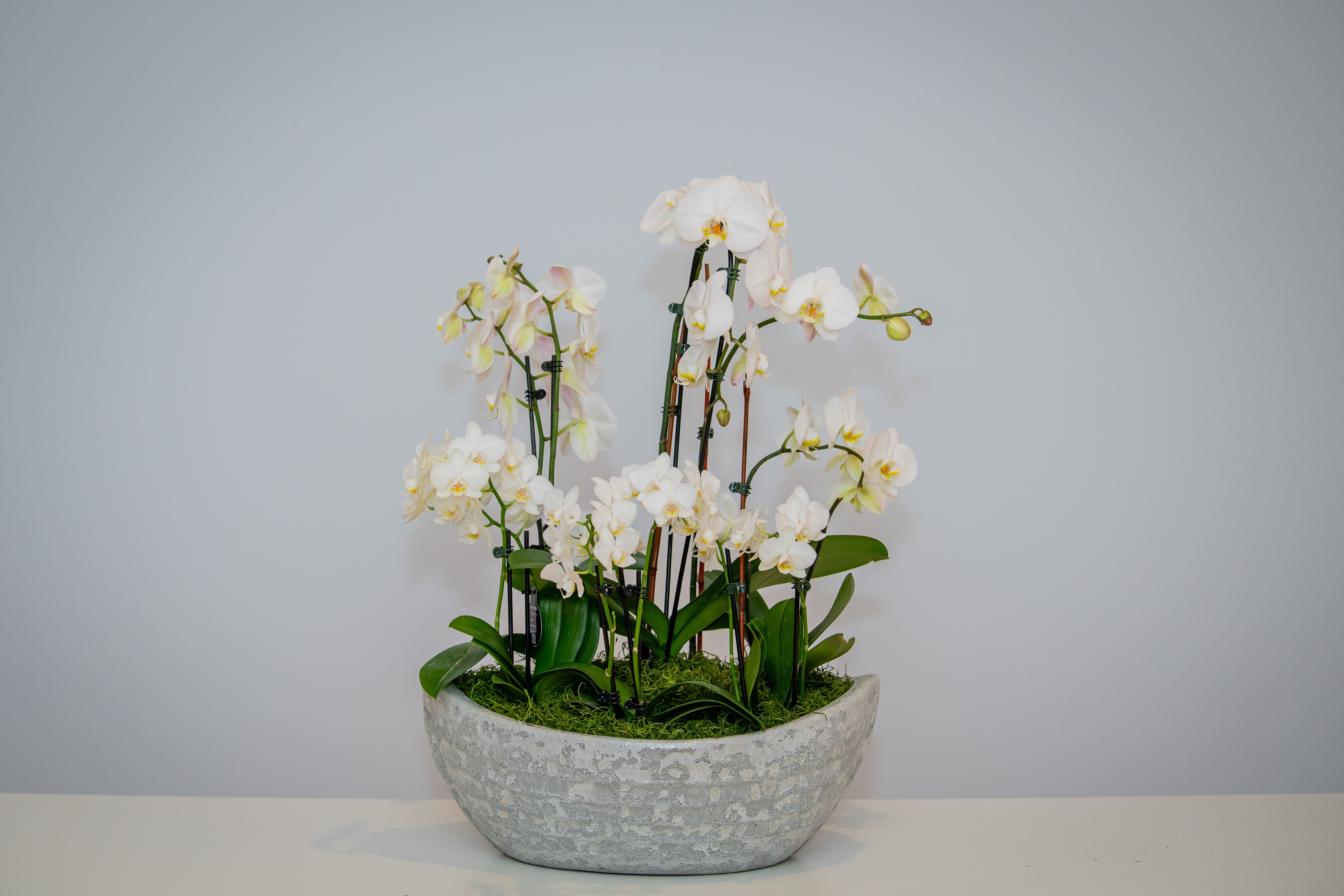 Neutral Elegance Orchids
