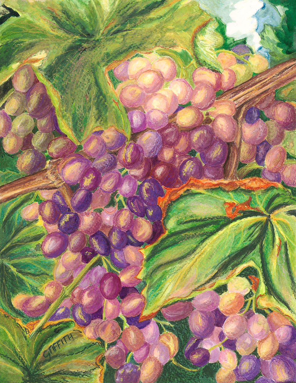 Tim's Grapes