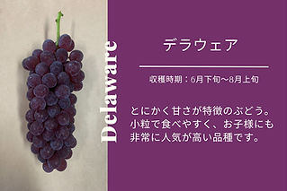 デラウェア
