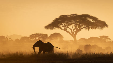Turgay Uzer on Wildlife Photography, Patience and Conservation | AH Magazine