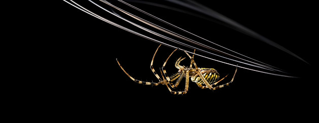 The Light Walker, Adam, AH Magatine