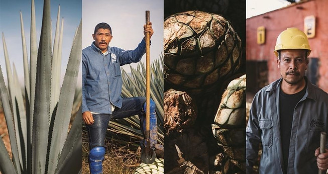 AGAVE 2.jpg