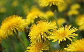 Dandelion leaf