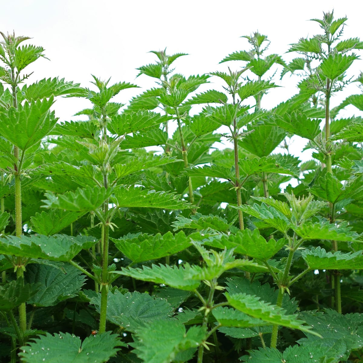 Nettle