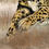 Thumbnail: King Cheetah