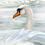 Thumbnail: Swans