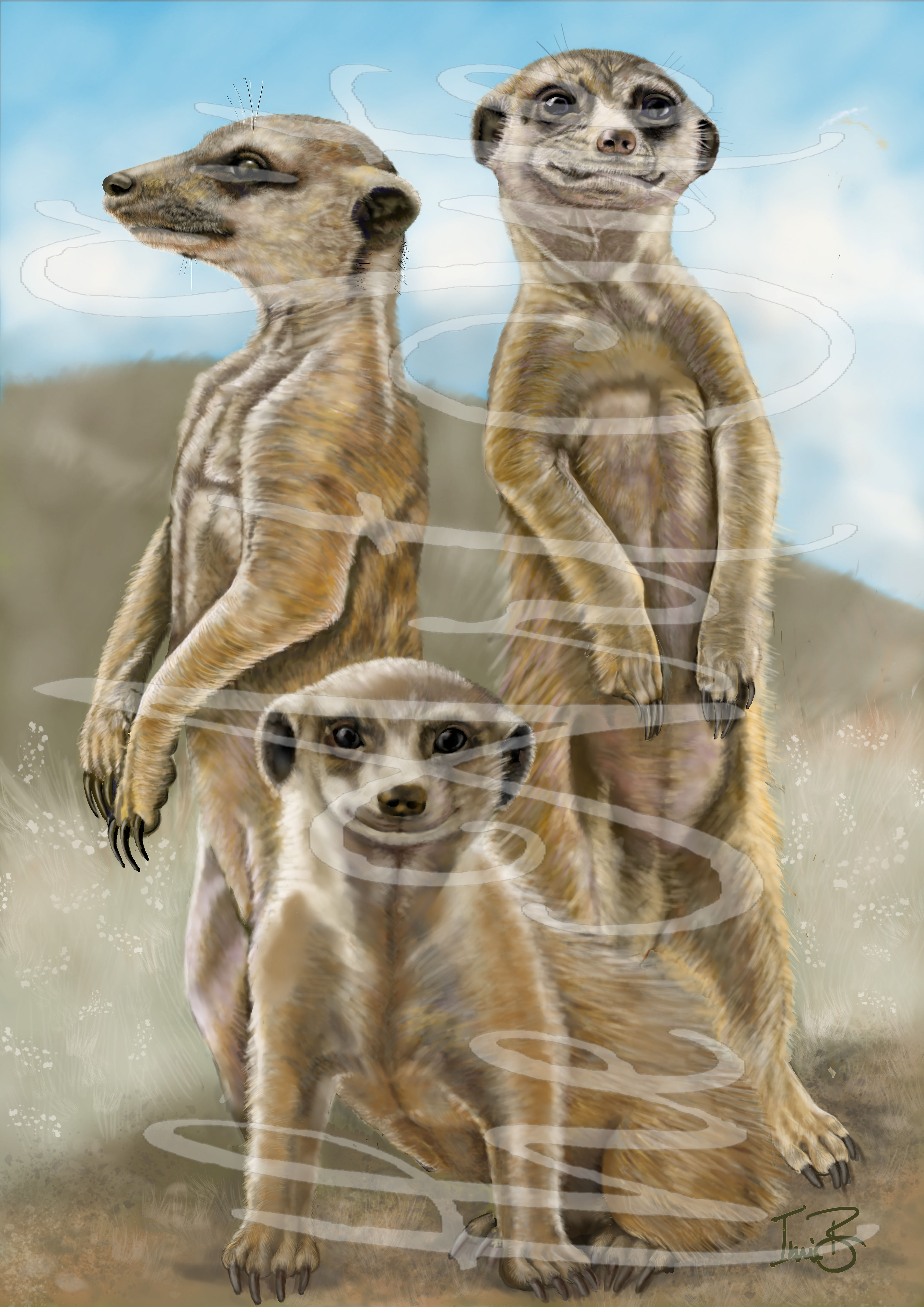 Meerkats