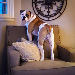 Gus