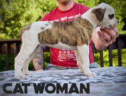 Cat Woman
