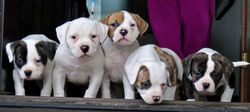 The Gang