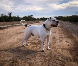 Chico