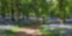 ForestBathing May2024c.jpg