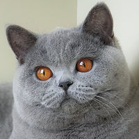 Umka