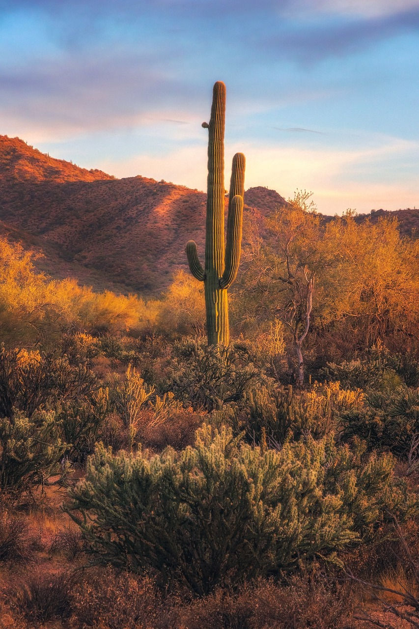 cactus-6719996_1280.jpg