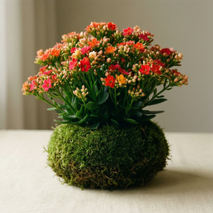 Seasonal Kokedama Collection