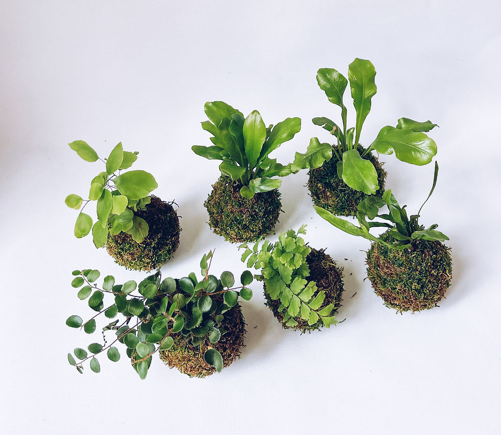 Kokedama workshop at JapanFest 2026