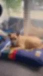 benny the dog.webp