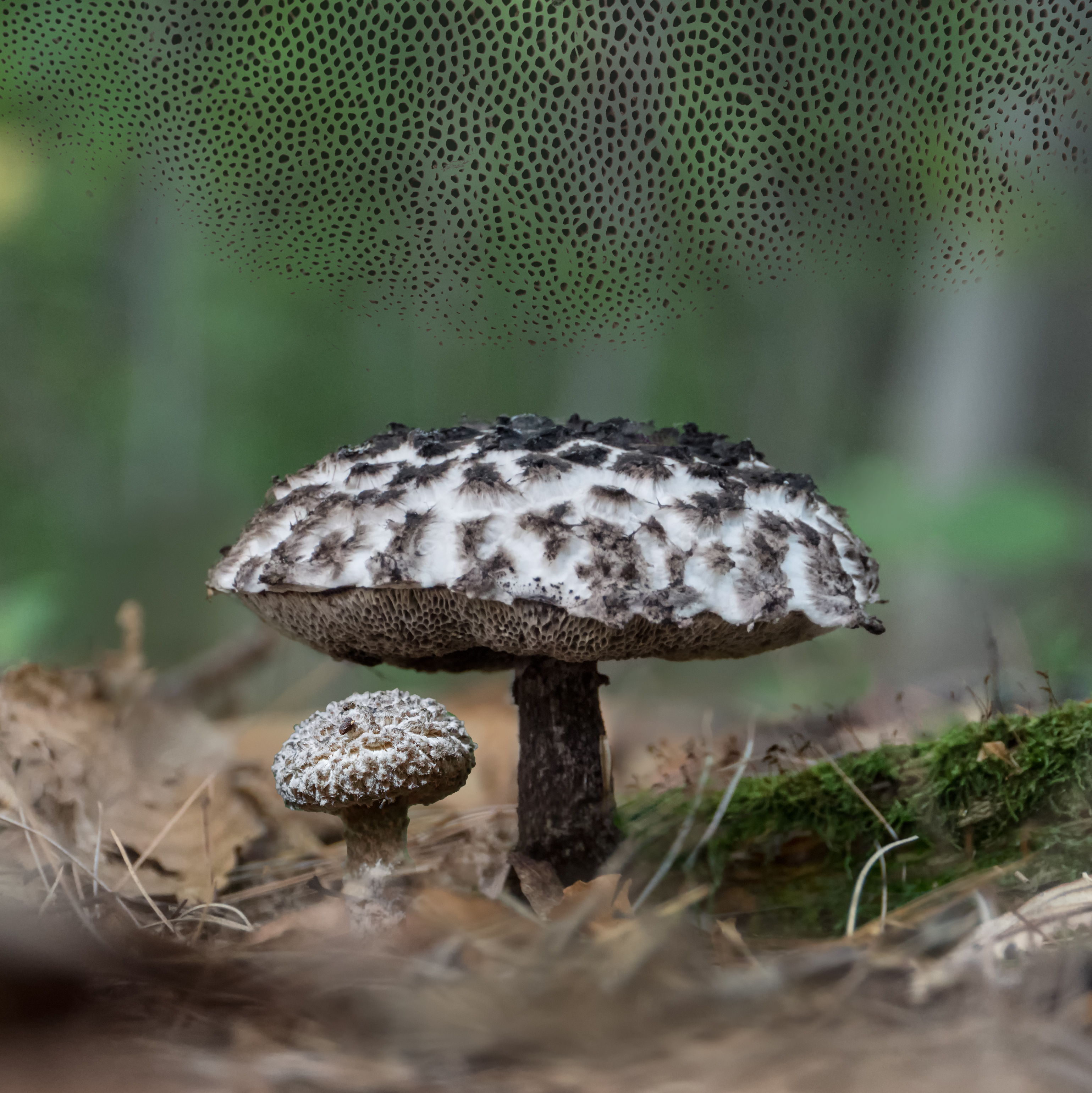 old man bolete
