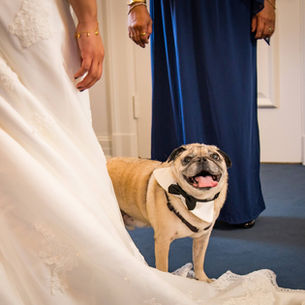 I Held a Funeral for My Pug and Only Four People Came