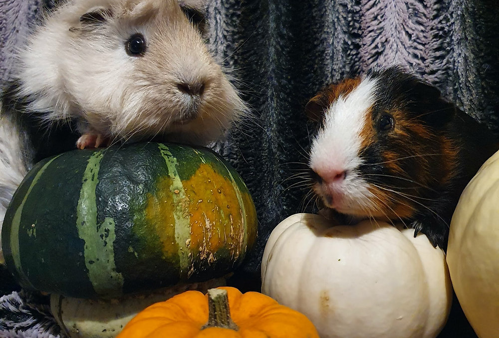 My Guinea Pig Died Dealing With Pet Grief