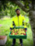 Vi har MANGE frugttræer. Det skal selvfølgelig udnyttes