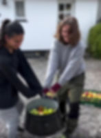 Æblehøst og moste-dag.