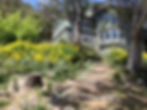 Alpine flowers blooming in our front yard