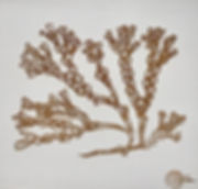 Storm Seaweed