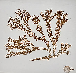 Storm Seaweed