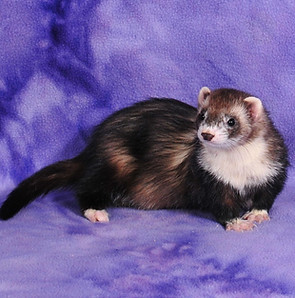 SHD's Canna'B Gin.JPG