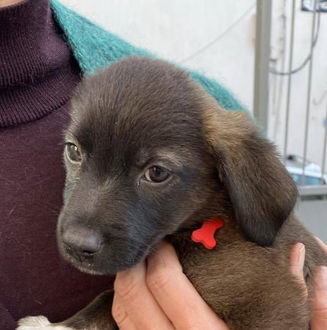 Cachou, perle rare jetée dans le jardin à la Réunion !