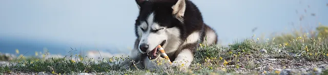 are pork chomps safe for dogs