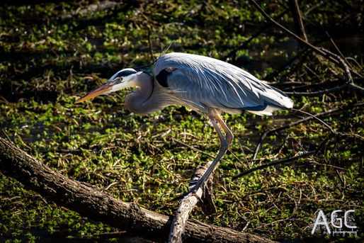The West Village Avian Chronicles - Chapter Five: Heron(s), The Great