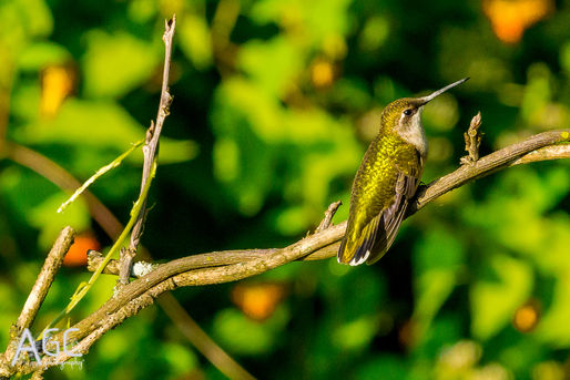 The West Village Avian Chronicles - Chapter Four: Rattle & Hum