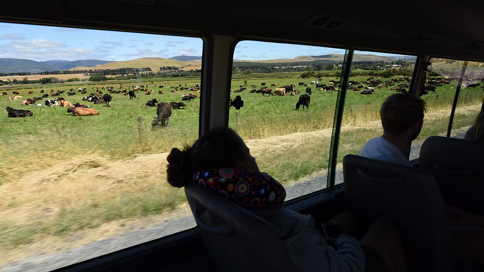 Cattle